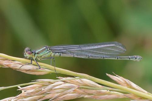 Erythromma viridulum